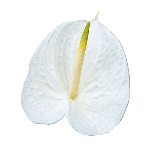 Anthuriums - White