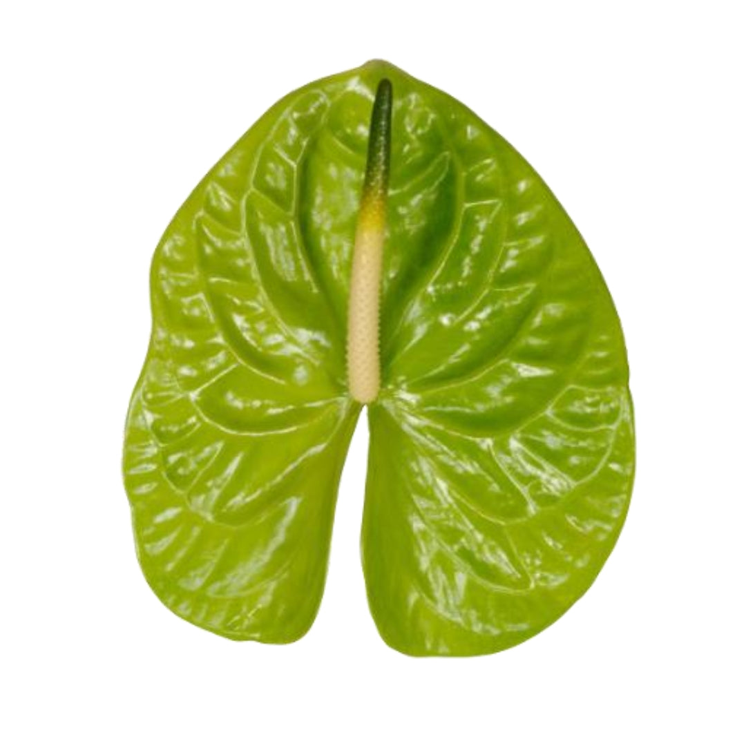 Anthuriums - Midori / Green Mountain