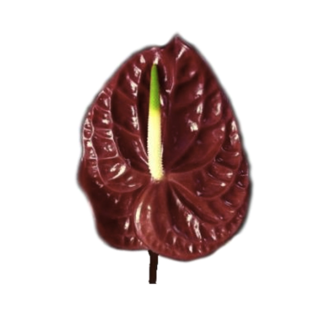 Anthuriums - Bougogne