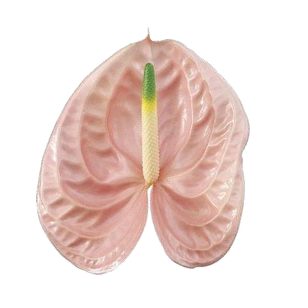 Anthuriums - Cheers