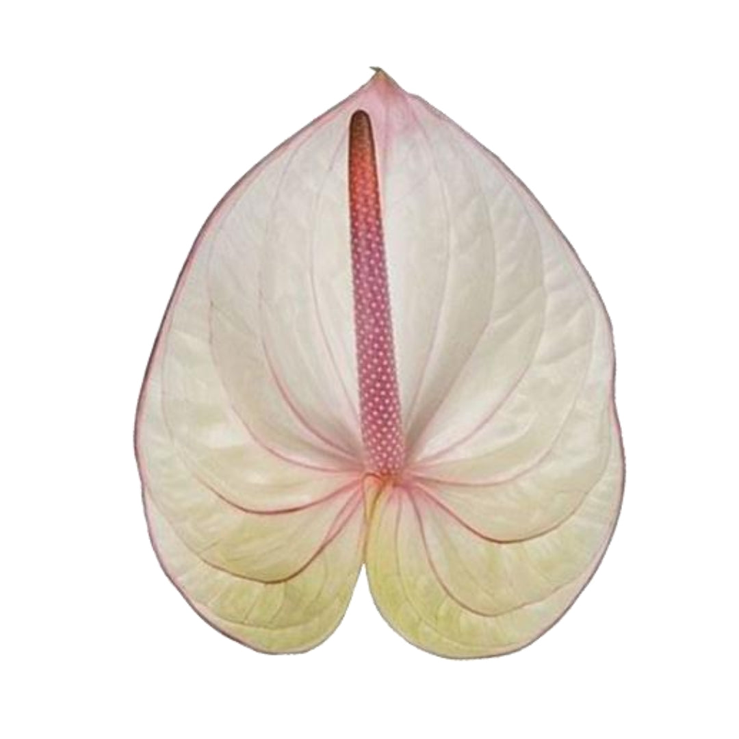 Anthuriums - Fantasia