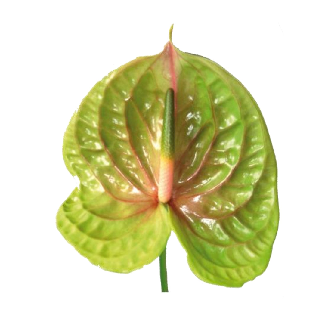 Anthuriums - Pistache