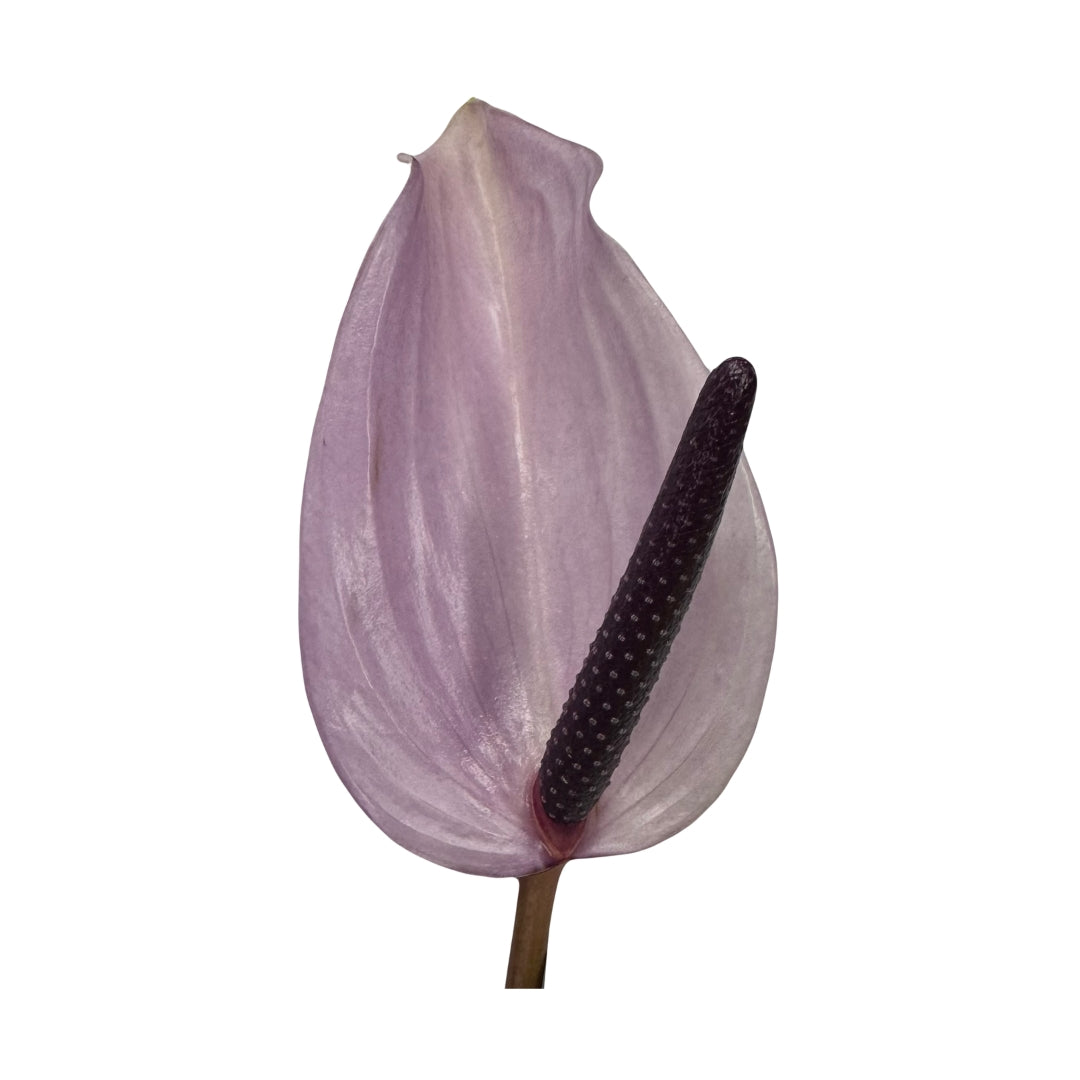 Anthuriums - Privia