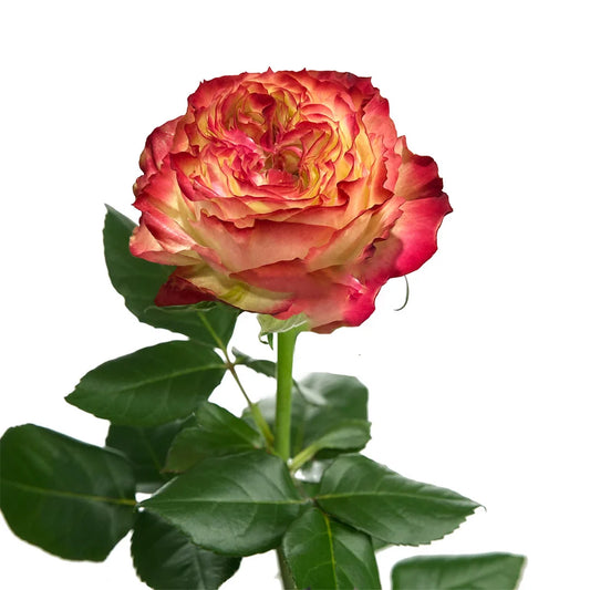 Rose Bundle - Apple Jack