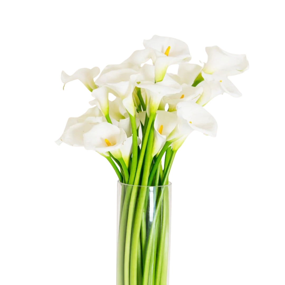 Arum Lily