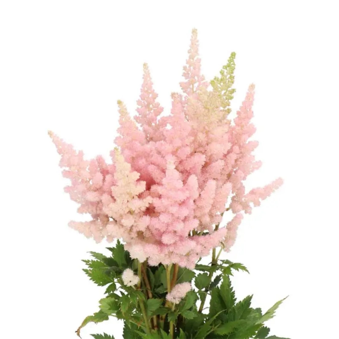 Astilbe