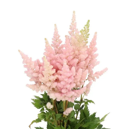 Astilbe