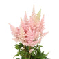 Astilbe