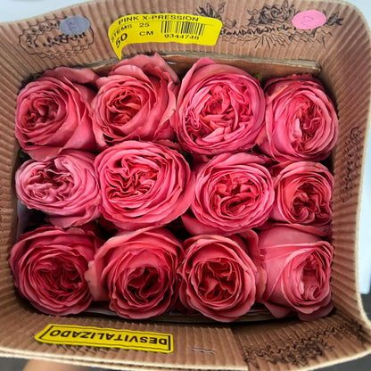 Rose Bundle - Pink X-pression
