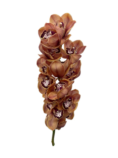 Orchid - Cymbidium Large