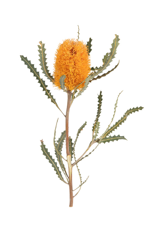 Banksia Ashbyi