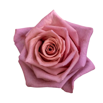 Rose Bundle - Barista