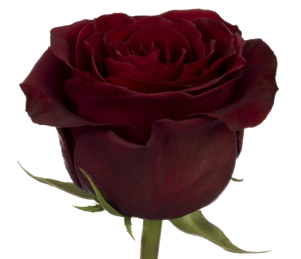 Rose Bundle - Black Pearl