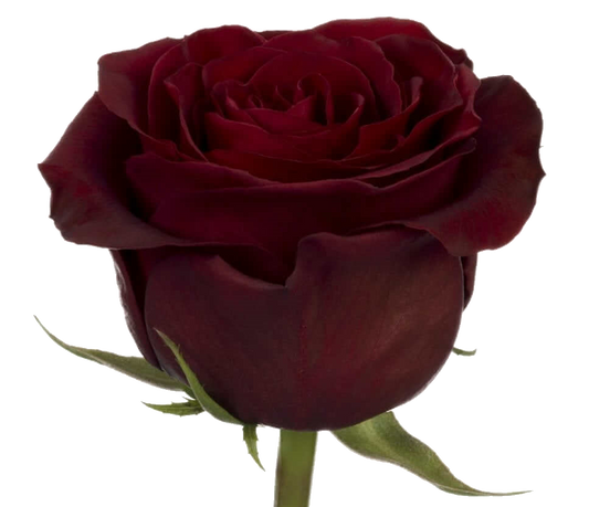 Rose Bundle - Black Pearl