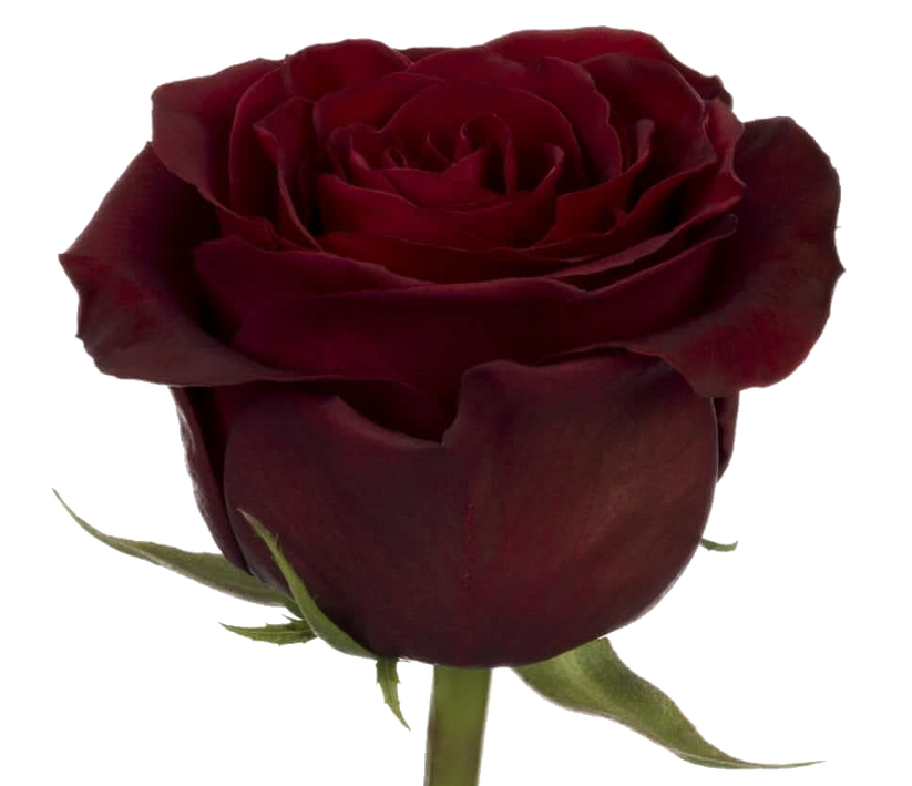 Rose Bundle - Black Pearl – Harrys Wholesale