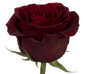 Rose Bundle - Black Pearl