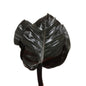 Black Congo