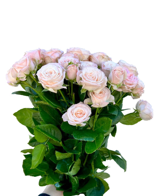 Spray Roses