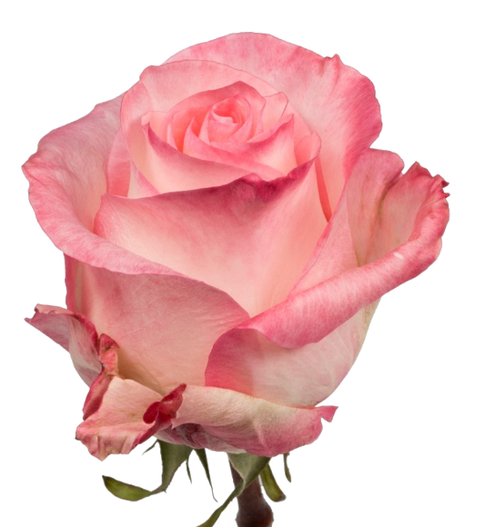 Rose Bundle - Boulevarde
