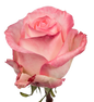 Rose Bundle - Boulevarde