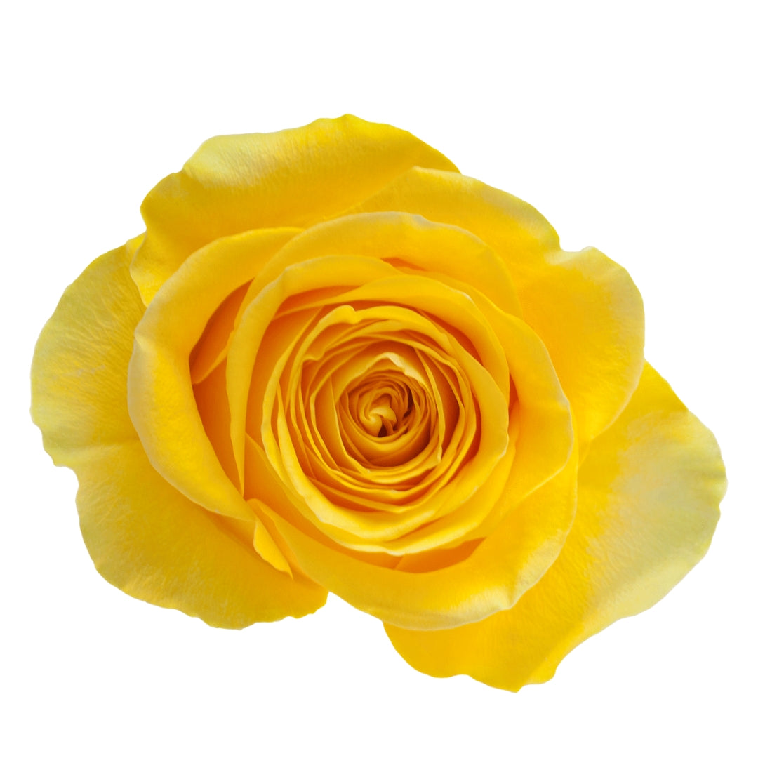 Rose Bundle - Brighton