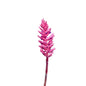 Bromelaide