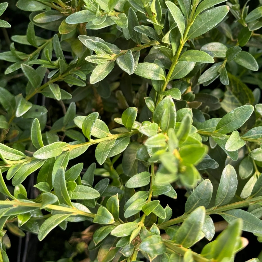 Buxus