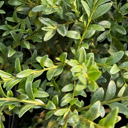 Buxus