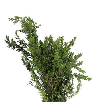 Buxus