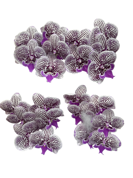 Orchid - Phalaenopsis V979