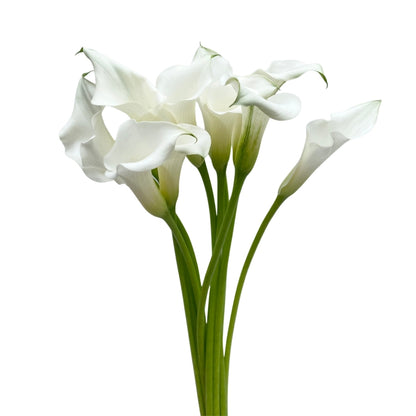Calla Lily