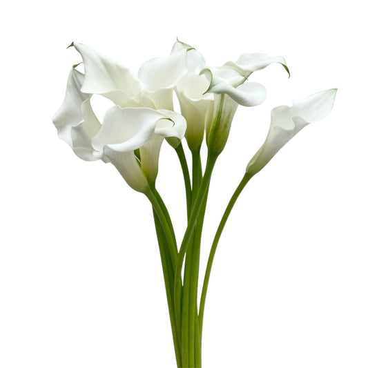 Calla Lily