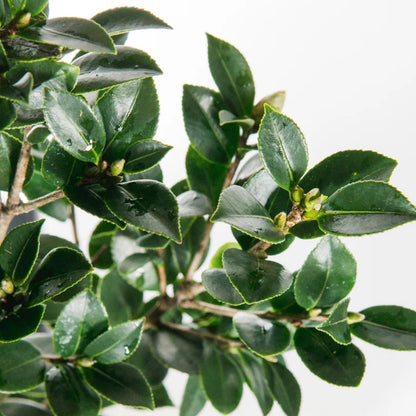 Camellia Leaves