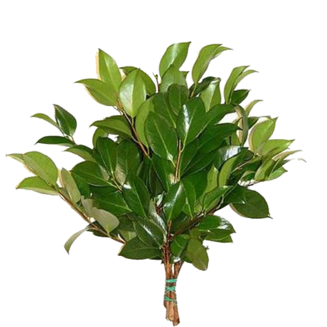 Camellia Leaves