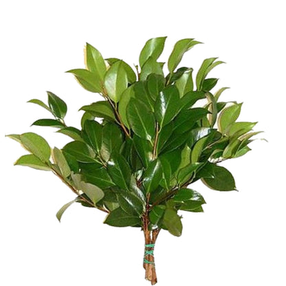 Camellia Leaves