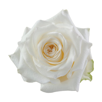 Rose Bundle - Candlelight