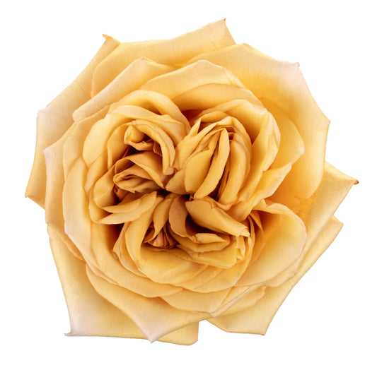 Rose Bundle - Caramel Dream