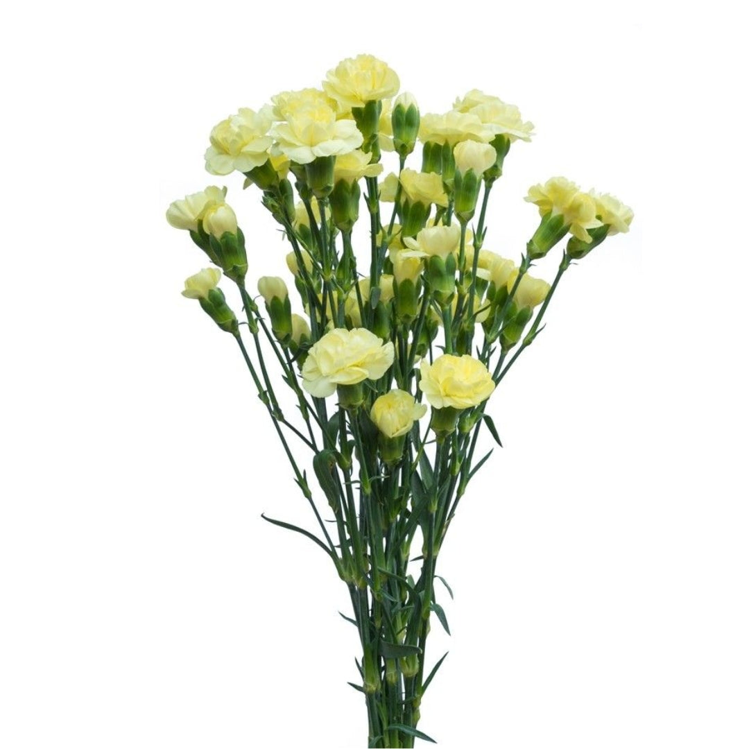 Carnations - Pixie