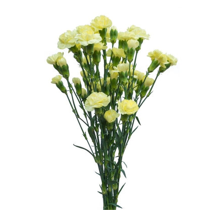 Carnations - Pixie