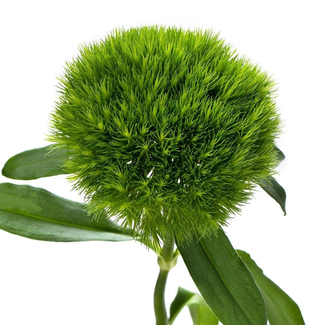 Carnations - Dianthus Trix