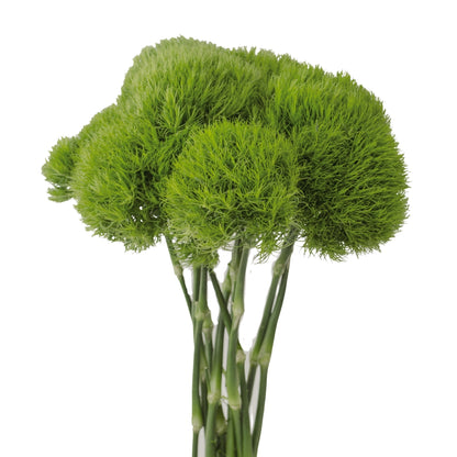 Carnations - Dianthus Trix