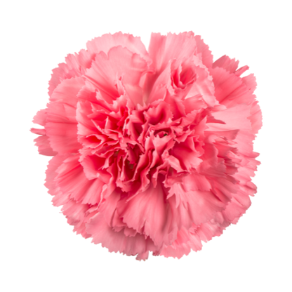 Carnations - Sims