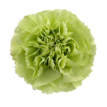 Carnations - Sims