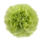 Carnations - Sims