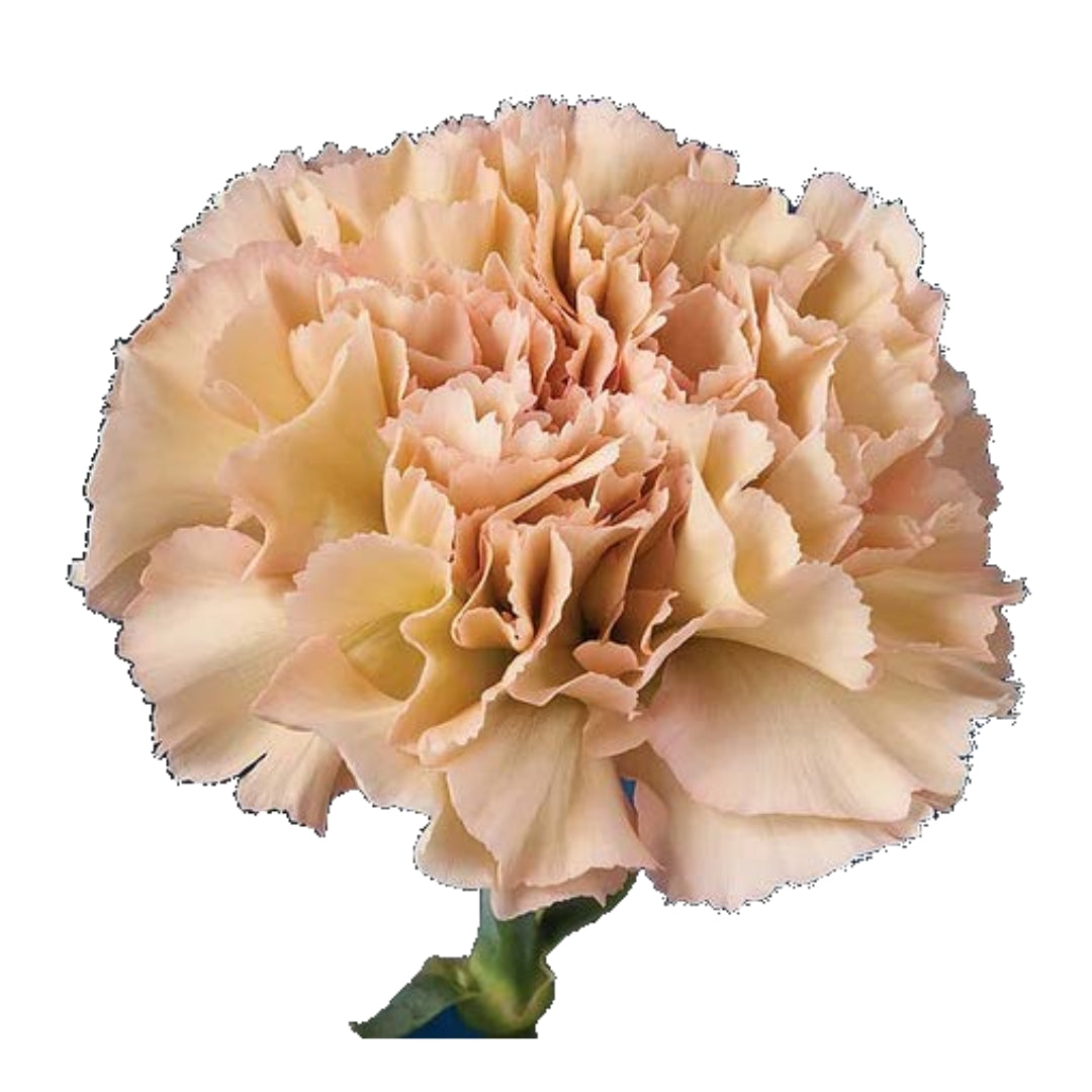 Carnations - Sims
