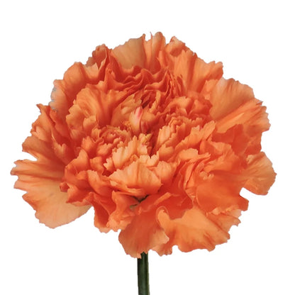 Carnations - Sims