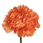 Carnations - Sims