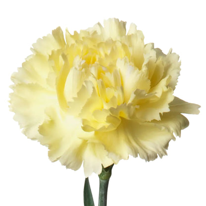 Carnations - Sims