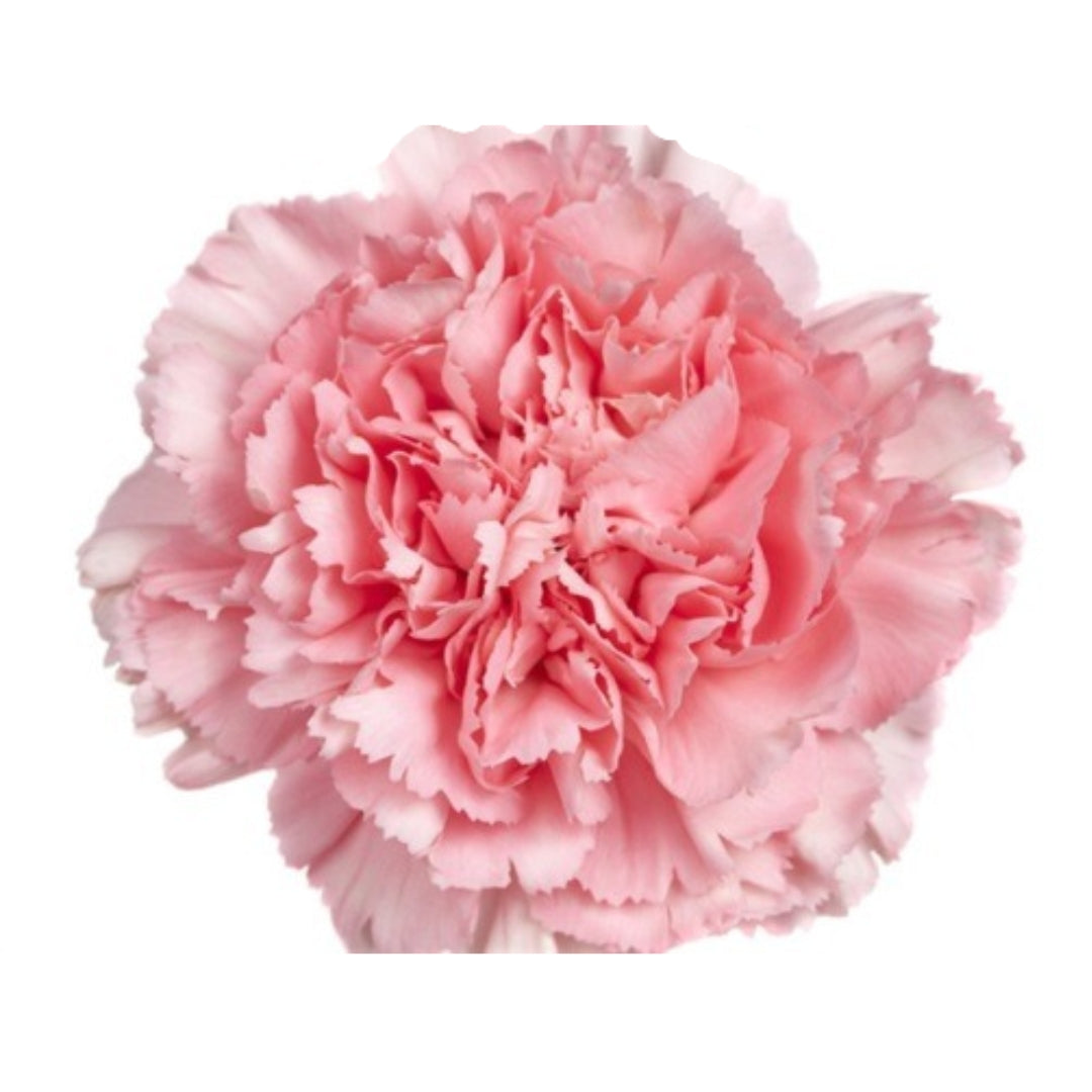 Carnations - Sims