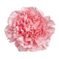 Carnations - Sims